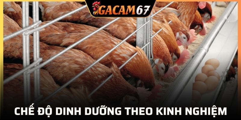 Chế độ dinh dưỡng đạt chuẩn cho kê