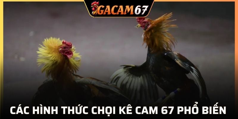 Đa dạng loại hình chọi kê cam 67 hấp dẫn