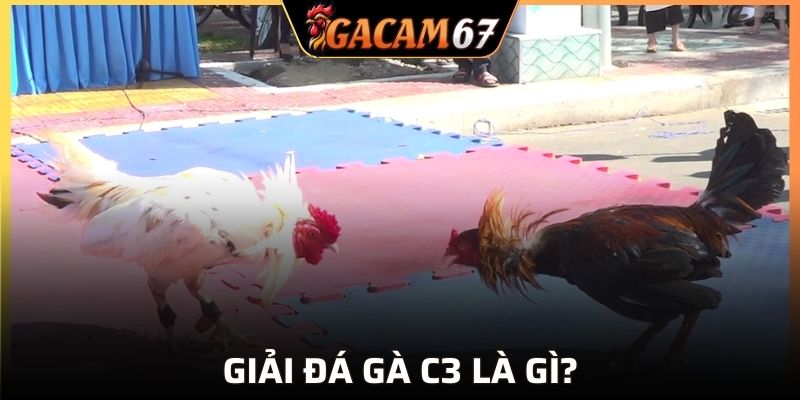 Giải đá gà C3 là gì?