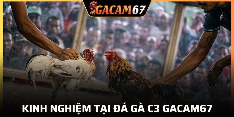Kinh nghiệm tại đá gà C3 GACAM67
