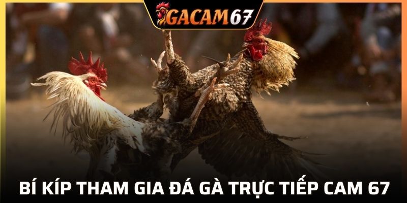 Mẹo chơi trực tiếp đá gà hiệu quả