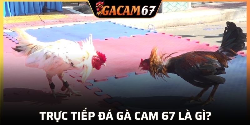 Sơ lược về trực tiếp đá gà cam 67