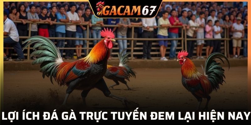 Ưu điểm tuyệt vời khi theo dõi trực tiếp đá gà Thomo hôm nay